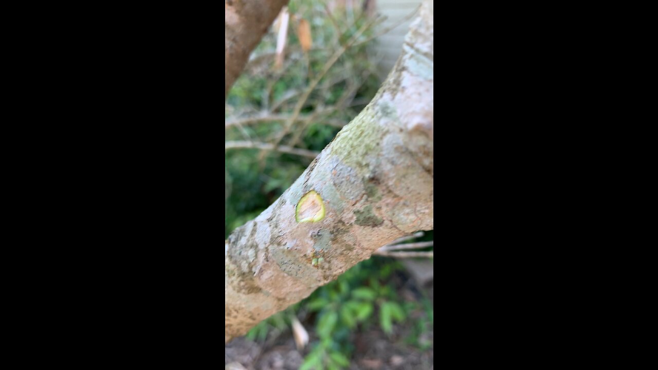 Olive tree rebound from freeze