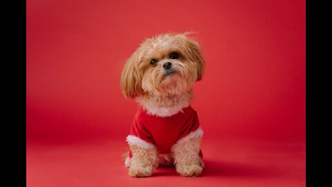 MOST CAPTIVATING PHOTO SHOT...BY A CUTE LITTLE PUPPY!