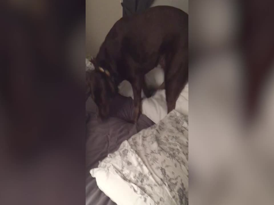 This Dog goes to Great Lengths to get Extra Comfy