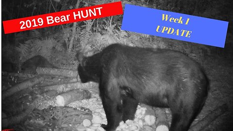 Bear Hunting Minnesota 2019 Week 1 Update