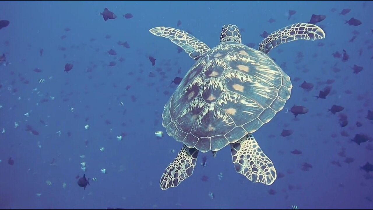 Sea Turtle Underwater