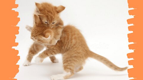 Cute Cat, but they are fighting for what? Violent cats fighting!