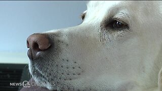 Summit Co. Prosecutor's Office pooch helps keep people calm during trials, investigations