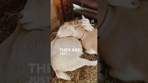 Mother goat helps her daughter in labor ❤️