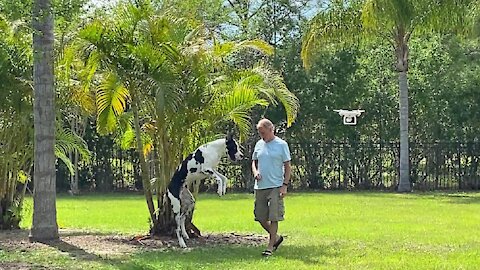 Eager Dogs Try Their Best To Catch Hovering Drone