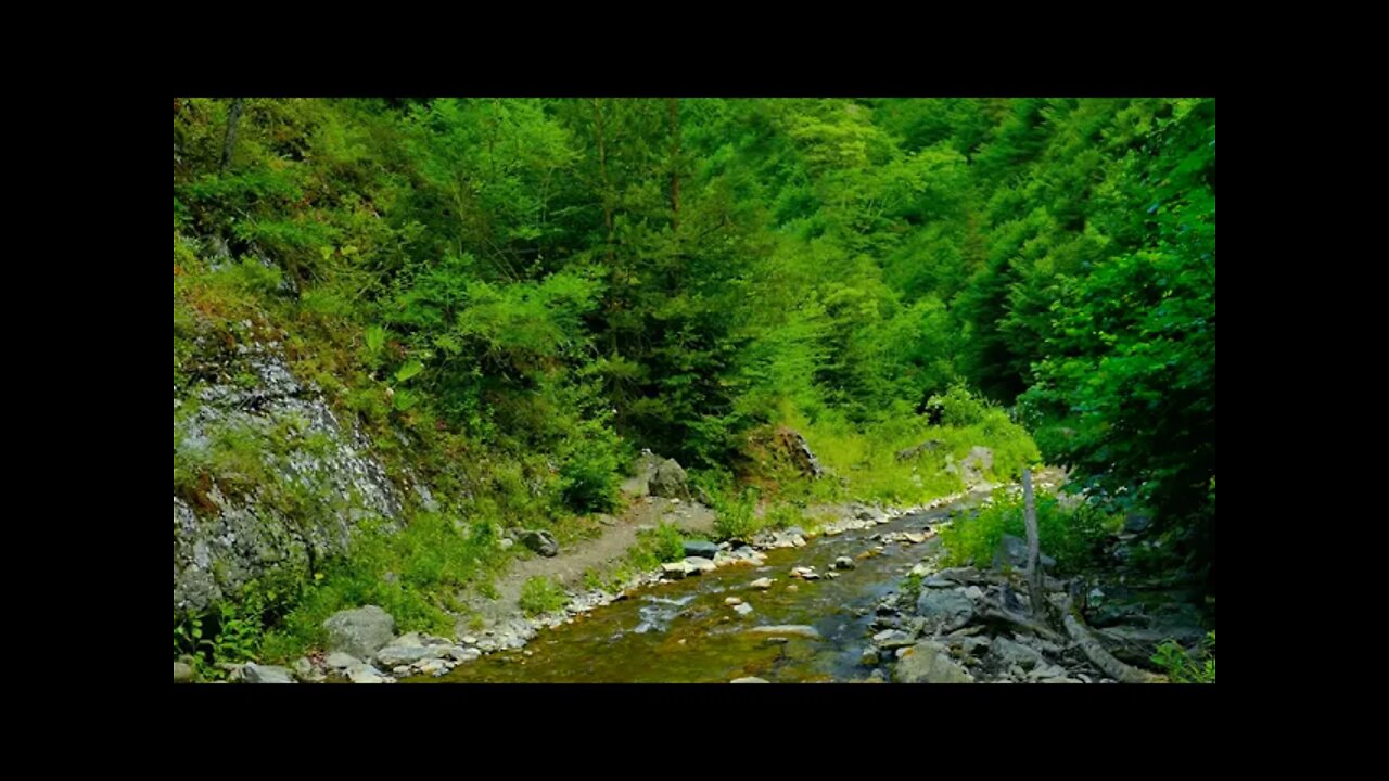 UHD 4k Calm sounds of forest relaxing vedio.