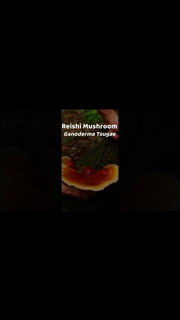 Paul Stamets on Reishi Mushroom Lesser Known Properties. Foraging Wild Reishi Medicinal #shorts