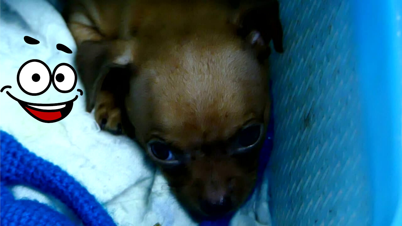 My dog ​​sleeps when he hears music, Amazing and funny video