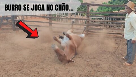 OLHA A REAÇÃO DESSE BURRO - BURRO SE JOGA NO CHÃO APÓS SEU DONO PEDIR VAQUEIRO PO