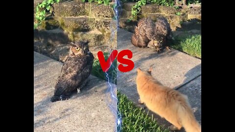 Injured owl vs cat