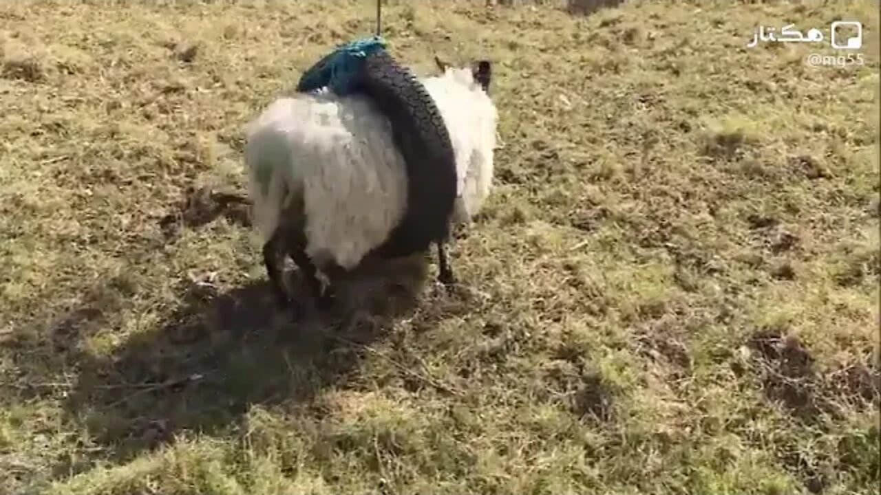 ٧ نوفمبر، ٢٠٢٢