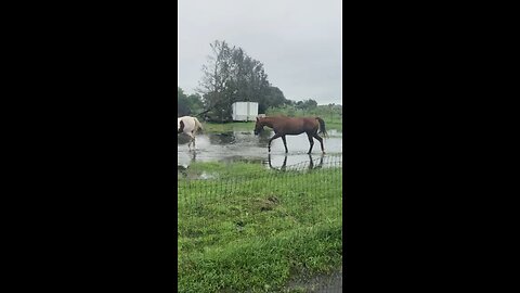Hurricane Ian morning after