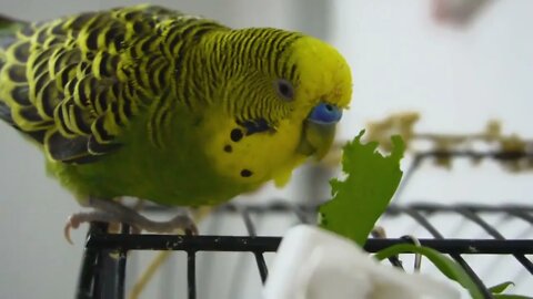 Watch 5 baby budgies growing day by day-9