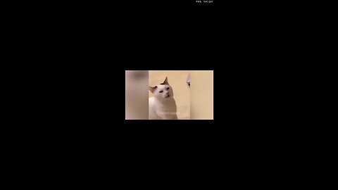 Funny Animal Videos 2023 and Cats Videos #6 - Funniest Dogs