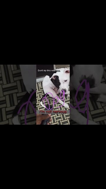 Best Moments Dog Nervous #shorts #feedshorts