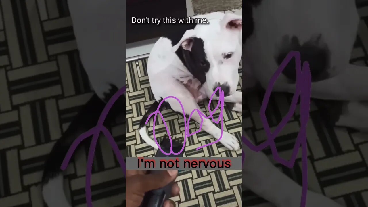 Best Moments Dog Nervous #shorts #feedshorts