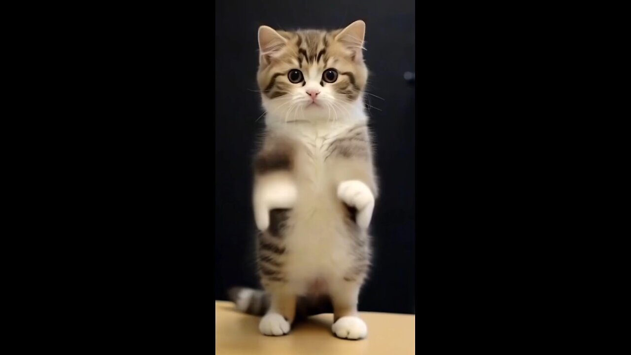 cat cartoon dance