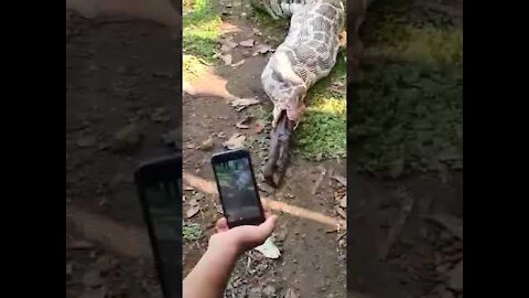 A huge snake swallowed a goat