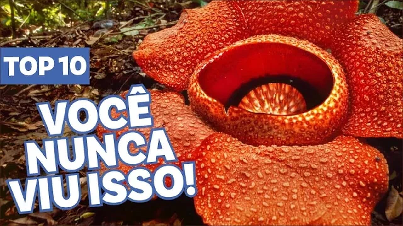 TOP 10 flores mais EXÓTICAS do mundo