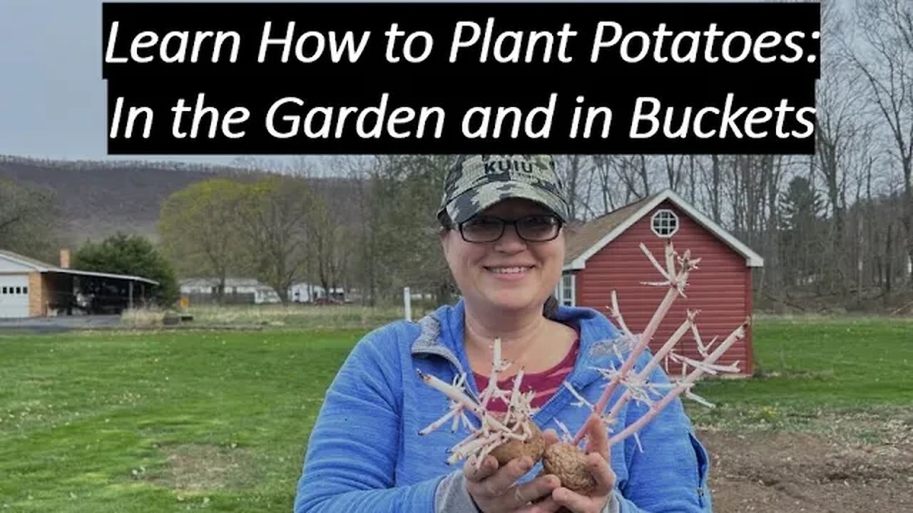 How to Grow Hundreds of Pounds of Potatoes!!