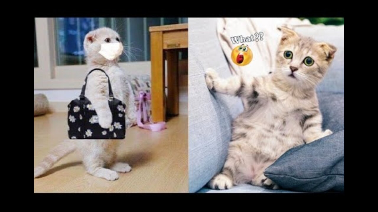 Funniest animal video