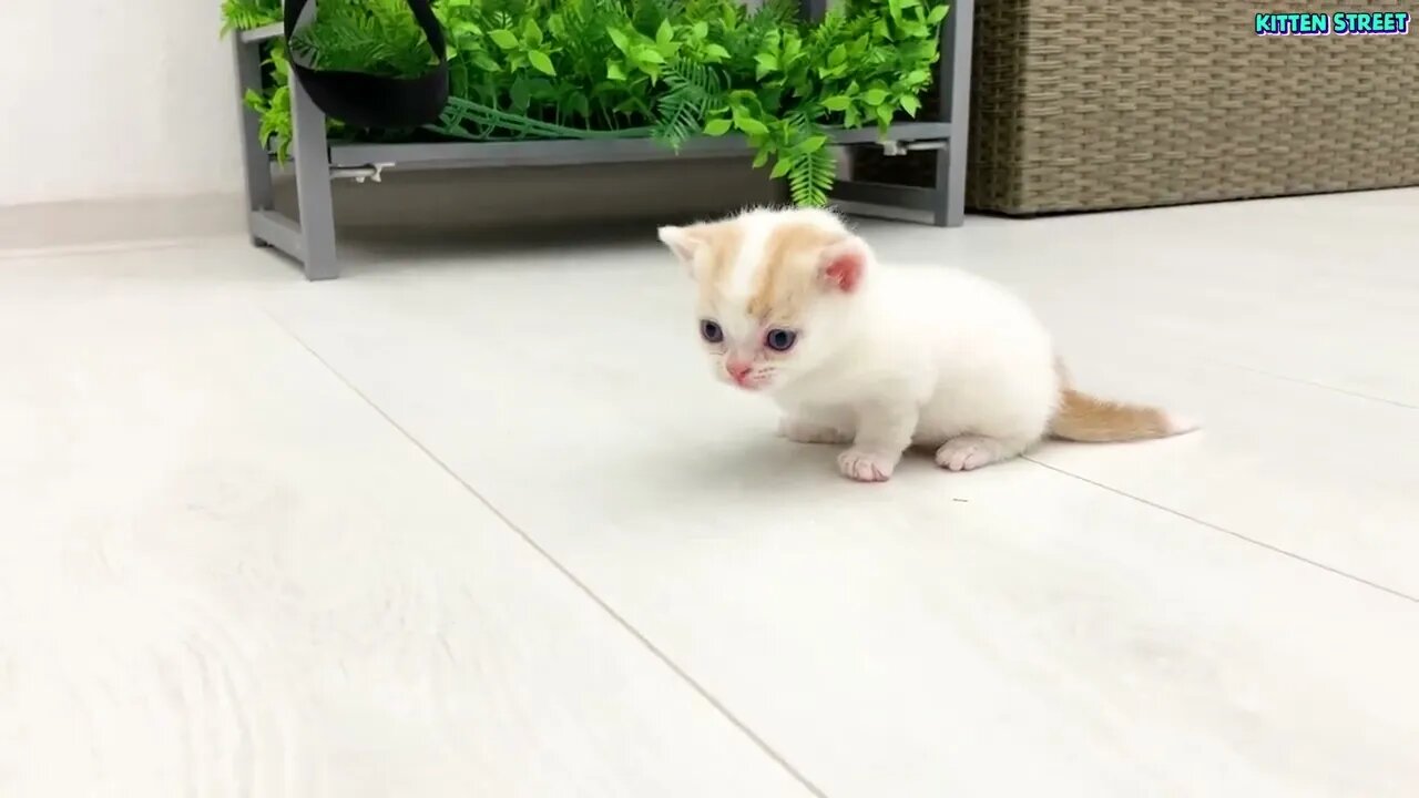 Kitten Willie teaches his sister to run