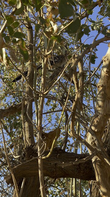 New Mexico State Bird