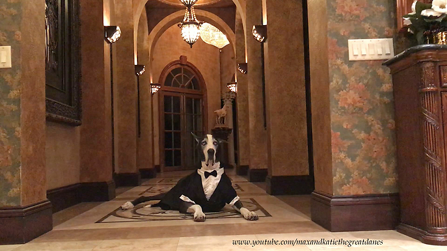 Great Dane in Elegant Tuxedo Halloween Costume