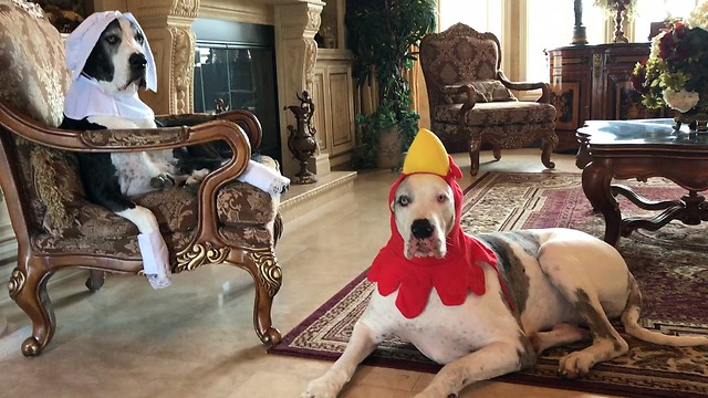 Costume-wearing Great Danes celebrate Thanksgiving