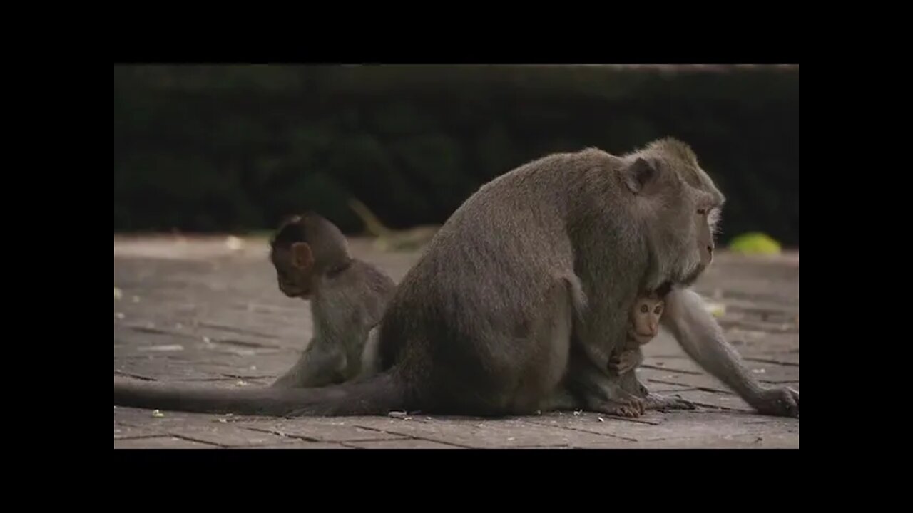 Monkey and it's Cute Babies