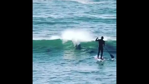 Dolphin knocks over paddleboarder