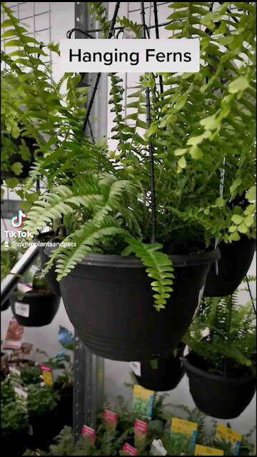 Hanging Ferns beautiful