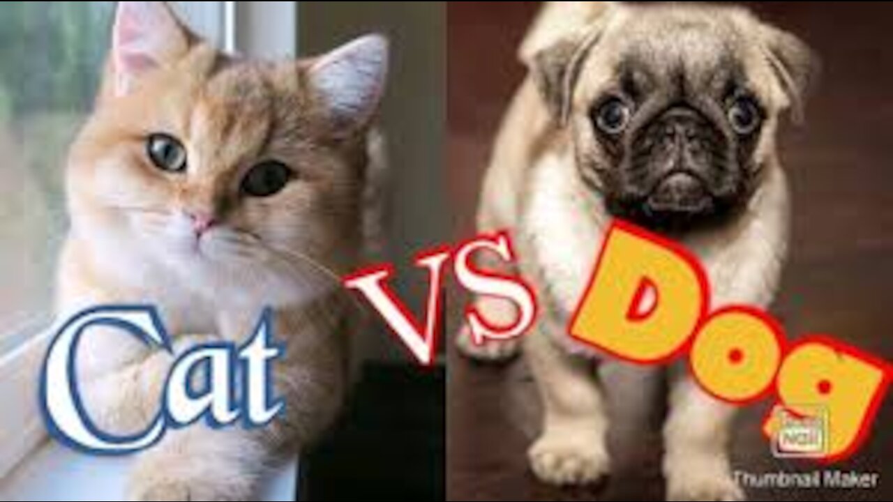 Part 3 - Funny Cats And Dogs | dogs vs cats Funny Animals Compilation