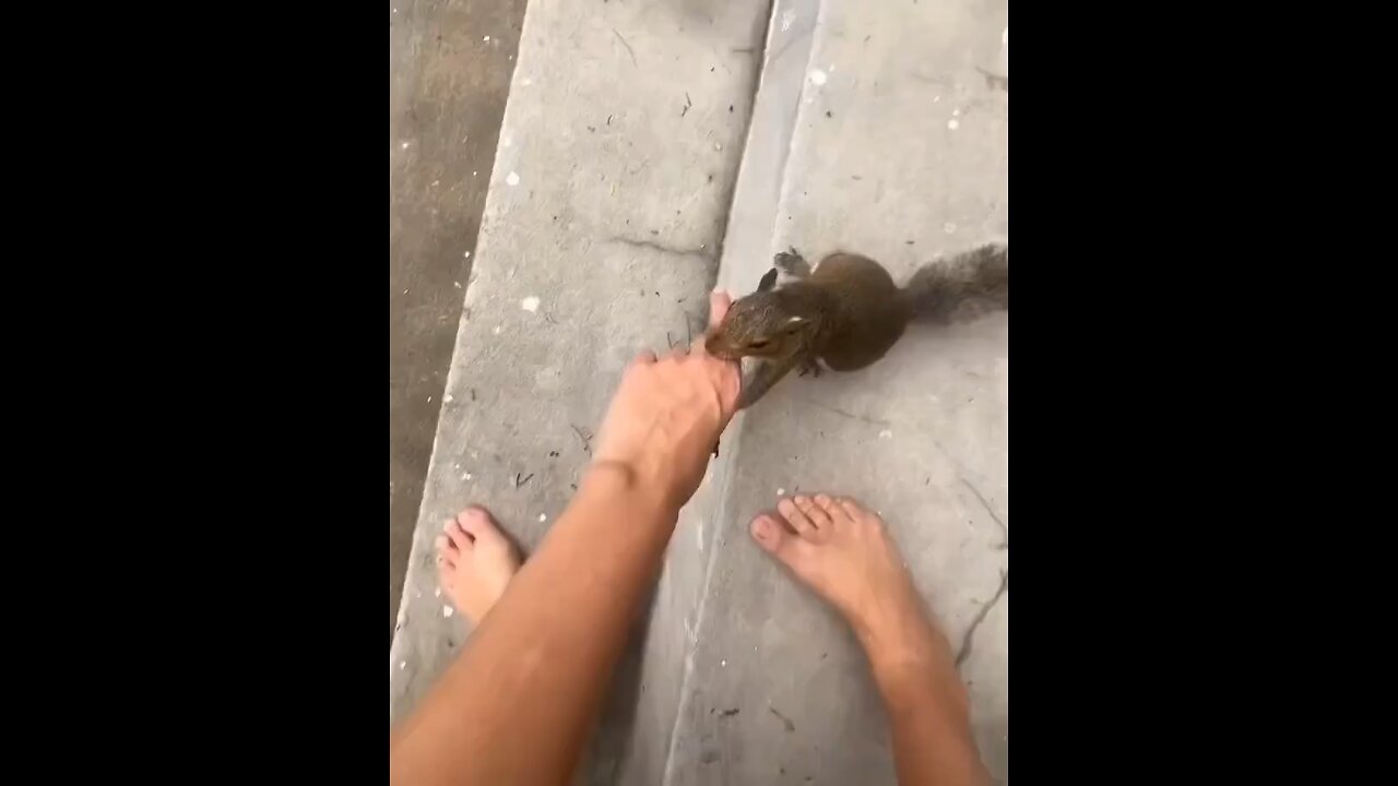 After being saved by the owner of the property, squirrel takes the person to his house