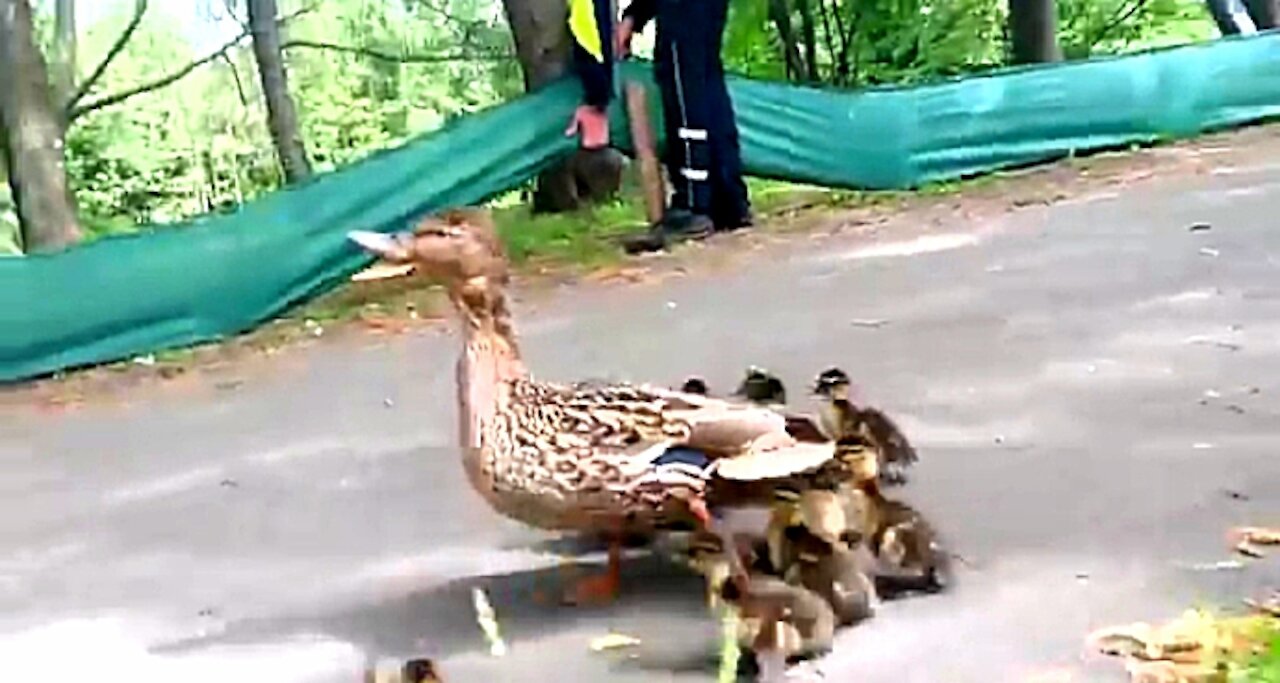 Funny duck family crossing a busy street in Cologne