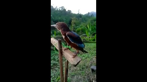 Bird in Field