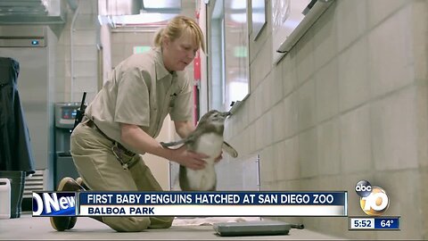 Baby penguins hatched at San Diego Zoo