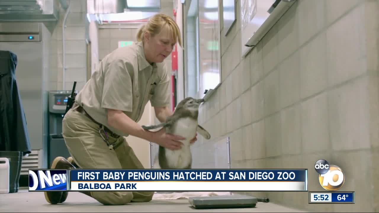 Baby penguins hatched at San Diego Zoo