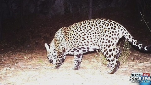 State: Jaguar in Huachuca Mountains is new to area