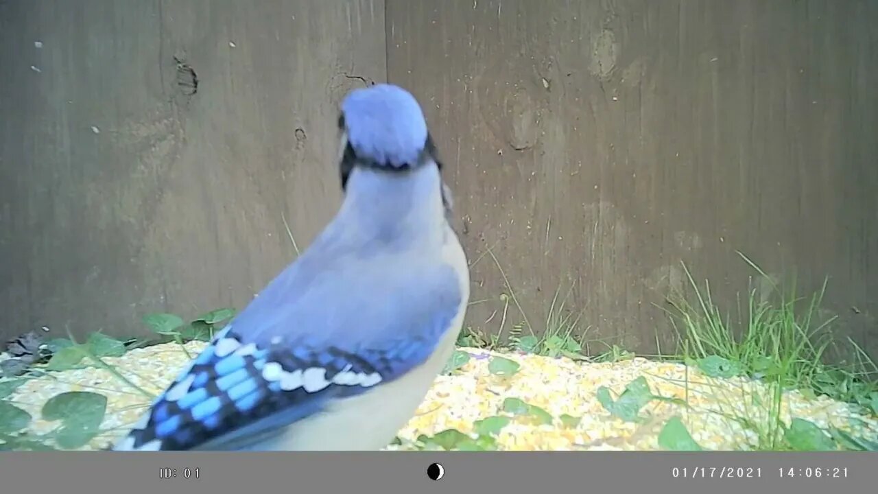 Blue jays 🐦 feeding 🥣compilation #cute #funny #animal #nature #wildlife #trailcam #farm #homestead