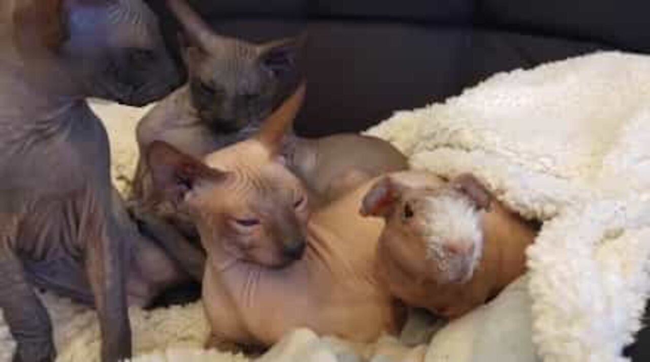 Hairless Guinea pig thinks he's a Sphynx cat