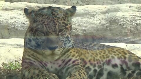 Jaguar purring