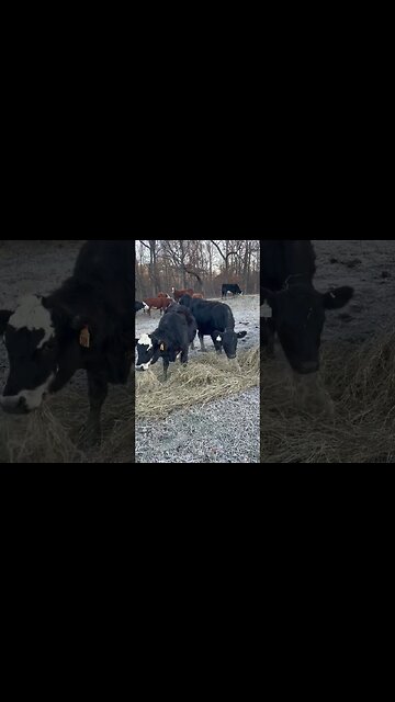 The girls love their hay! #farm #ranch #cattle #farmlife #ranchlife #hay #cowboys #cow #cowboy