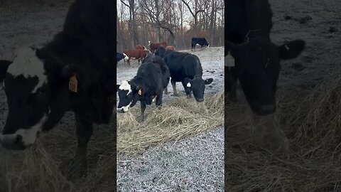 The girls love their hay! #farm #ranch #cattle #farmlife #ranchlife #hay #cowboys #cow #cowboy
