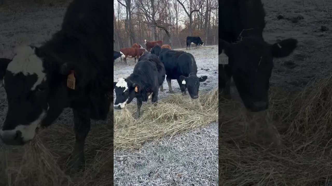The girls love their hay! #farm #ranch #cattle #farmlife #ranchlife #hay #cowboys #cow #cowboy