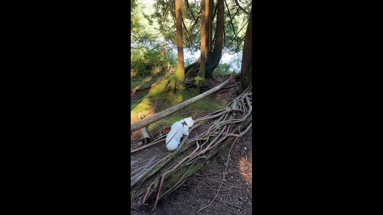 Cat Exploring a Cool Tree