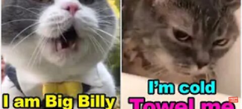 Cats talking - Try not to laugh