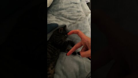 Funniest Cat Videos Every Day 😻 Funny Cat Moments ❤️ #shorts