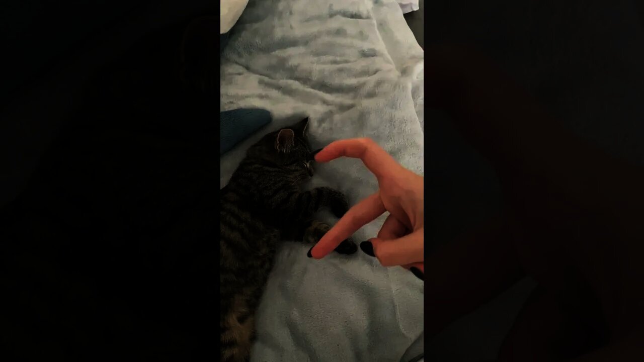 Funniest Cat Videos Every Day 😻 Funny Cat Moments ❤️ #shorts