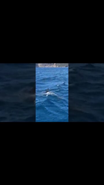 🐬 Dolphins #satisfying #boat #dolphin #sailing